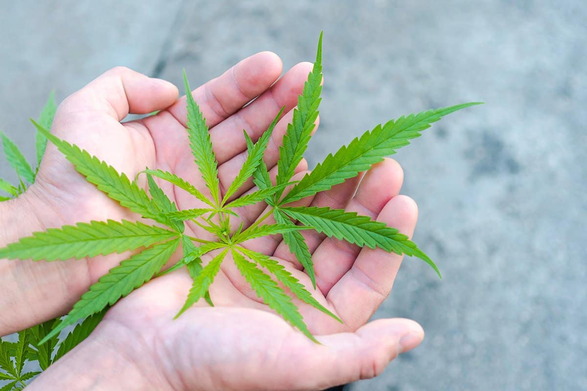 نبات الحشيش أو القنب